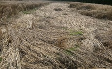 Harvest 23: Options for cutting wet cereals for feed