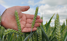 Managing wholecrop and maize