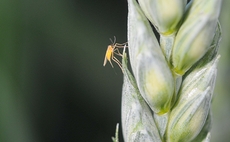 Watch out for lemon blossom midge as weather warms