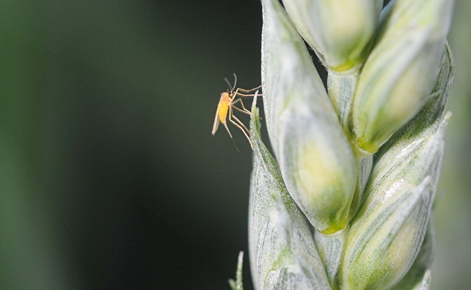 Lemon blossom midge