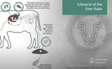 Animated LIFECYCLE of the Liver Fluke