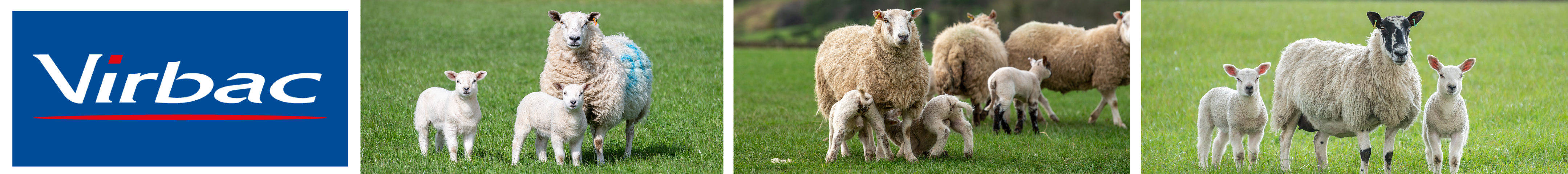 Virbac banners sheep.png